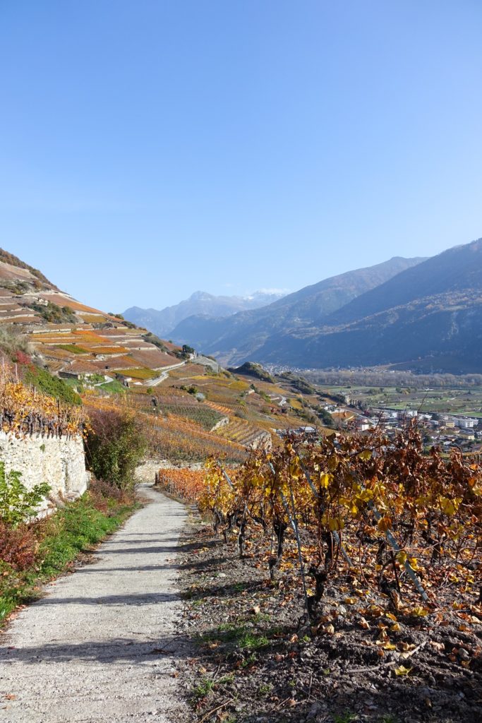 Vignes de Saint-Léonard